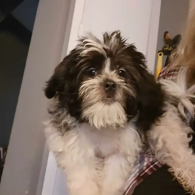 Shih Tzu Puppies Available! -NEW VIDEOS in Dogs & Puppies for Rehoming in St. Catharines - Image 9
