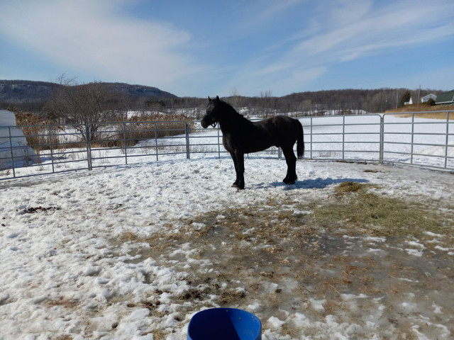 étalon canadien dans Chevaux et poneys à adopter  à Longueuil/Rive Sud - Image 4