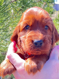 Irish Setter puppies for sale