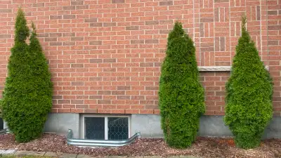 Healthy conifer trees. Taller and better looking than ones you might buy in Rona/home depot. Price i...