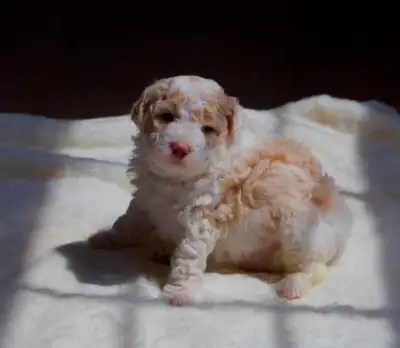 Mini Aussiedoodle F1b, View more