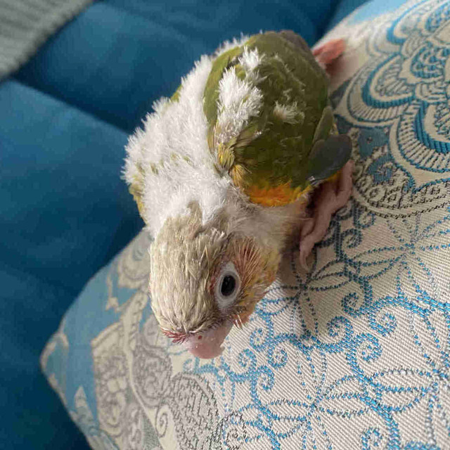Bird conure pineapple in Birds for Rehoming in Mississauga / Peel Region - Image 2