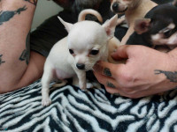Quality Chihuahua Puppies