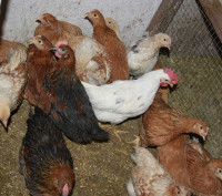 Barnyard mixed roosters