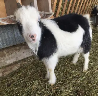 Selling Nigerian dwarf doe, 2 years old, bought her last year as a pregnant goat but she still has n...
