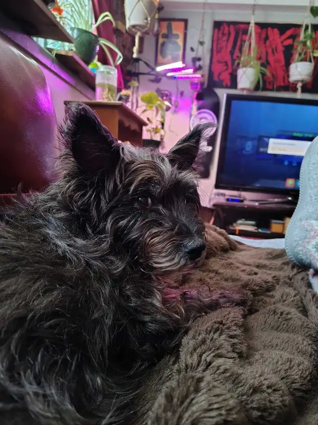 Seeking pet friendly place