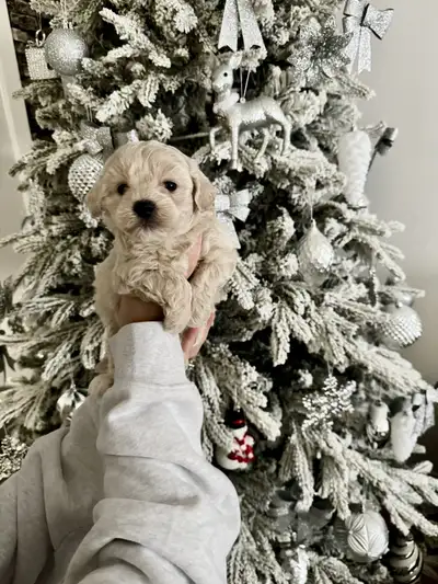 ✨ Adorable Maltipoo Puppies Ready for Their Forever Homes! ✨, View more