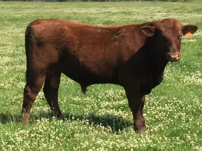 Red Angus Bulls For Sale, View more