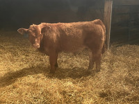 Simmental Bull Calf