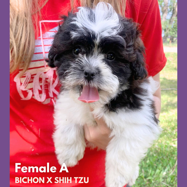 Shih tzu mix puppies in Dogs & Puppies for Rehoming in Calgary