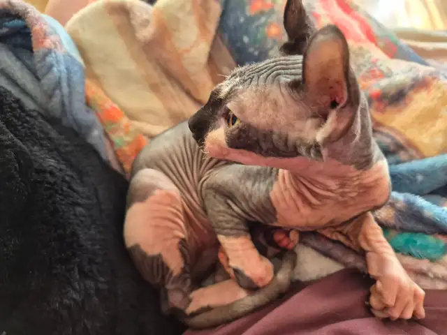 Chat Sphynx Elf559280961492756482