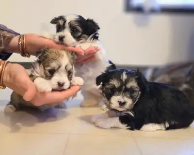 Maltese Havanese puppies for sale, View more