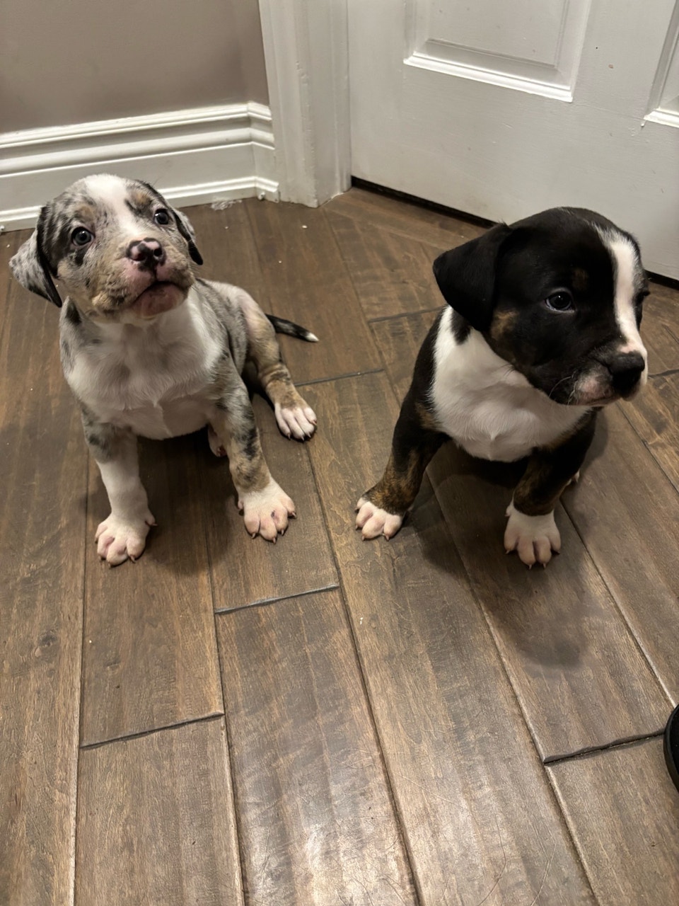 Rehoming | Dogs & Puppies for Rehoming | Hamilton | Free local ...