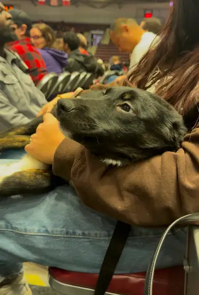 Trained German shepherd x perfect therapy dog, View more