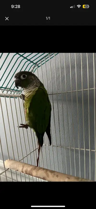 conure for sale, View more