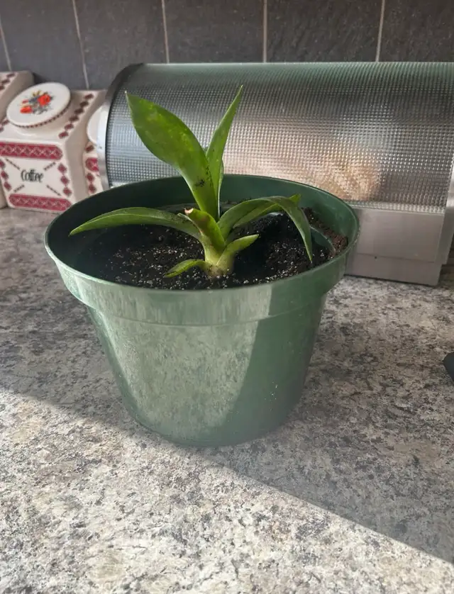 Century House Plant