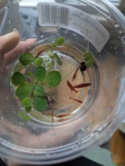 Cherry Shrimp Starter pack, View more
