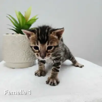✨ Magnifiques Chatons Bengal Pure Race – 4 Cold Brown & 2 Charcoal ✨ Prêts à partir dès le 15 août p...