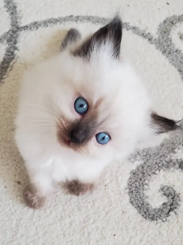 Top‑Quality Ragdoll Male Stud❤️