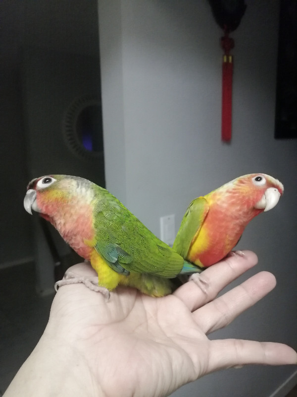 FS - Pineapple and yellow sided conures babies in Birds for Rehoming in Winnipeg - Image 4