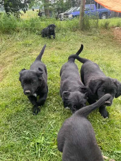 3 Females, 3 Males available for adoption. Mom is pure bred Golden Retriever (see pic) and dad was a...