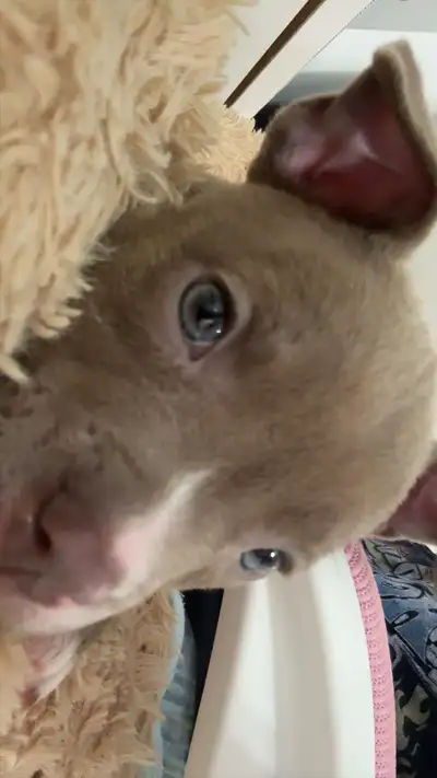 Puppy for sale, View more