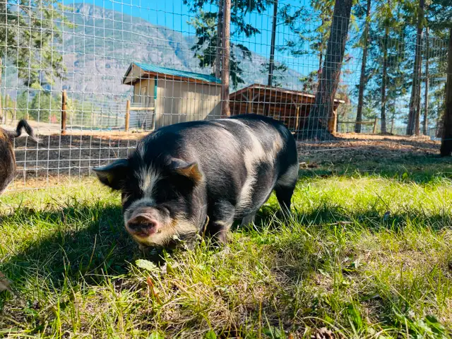 Registered Kune Kune Pigs for Sale in Livestock in Cranbrook - Image 4
