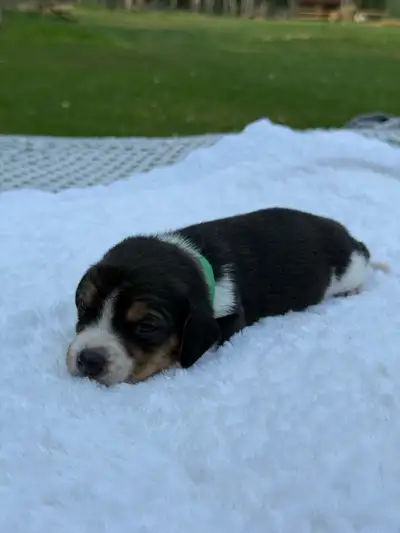 Beautiful beagles looking for their forever homes. Born May 10 ready to go beginning of July. They s...