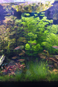 Live Aquarium Plants : Sessiflora