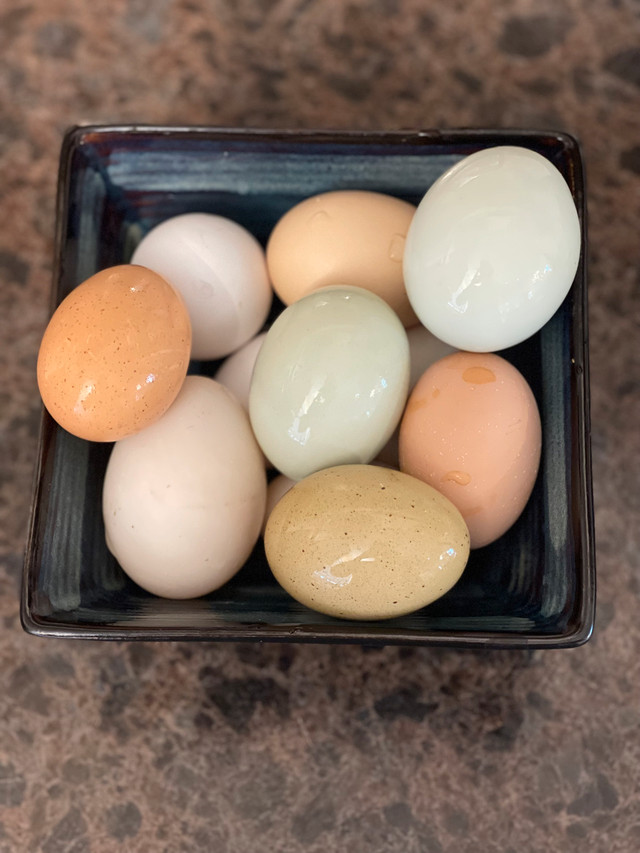 hatching eggs containing purebreds in Livestock in Ottawa