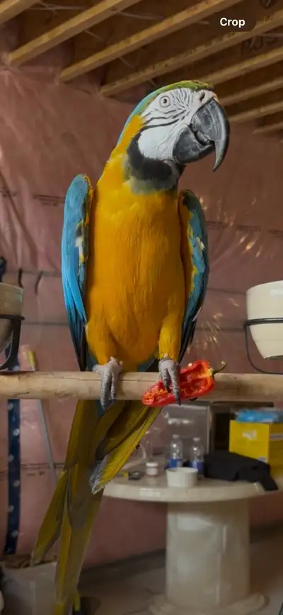 blue and gold Macaw parrot tame , View more