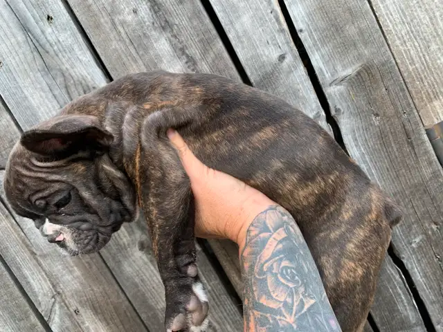 1 Male Brindle  5 year Health Guarantee **Ready now** in Dogs & Puppies for Rehoming in London - Image 8