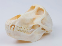 Chacma Baboon Skull