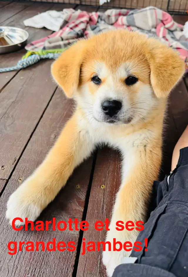 Akita Inu in Dogs & Puppies for Rehoming in Laurentides - Image 4