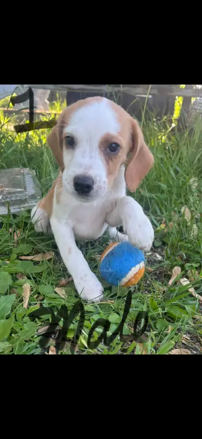 puppies - beagle, View more