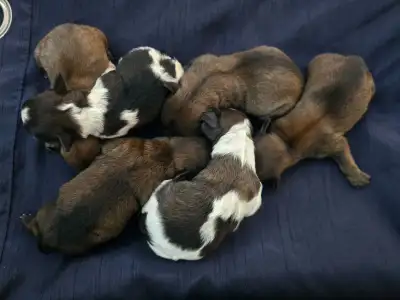 Morkies mix puppies (3 babies left!), View more