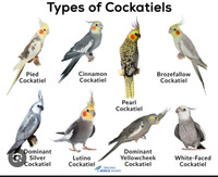 ISO female cockatiels