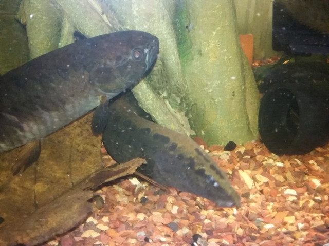 Wanted spiny eel. in Fish for Rehoming in Markham / York Region