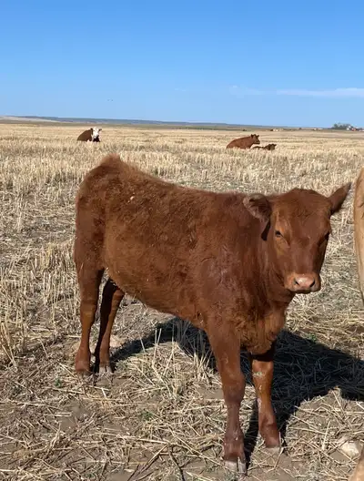 Red Angus X Heifer Calf , View more
