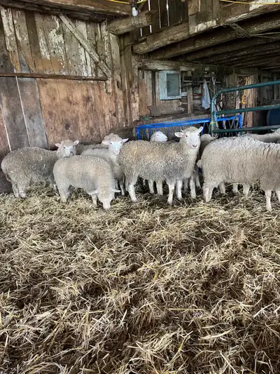 ewe lambs, View more