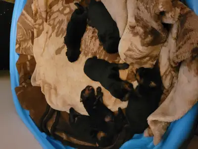Rottweiler puppies for sale 3 male 3 females born may 25th, View more