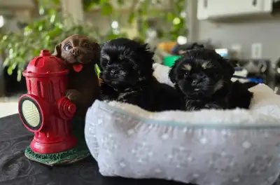 Shih Tzu / Havanese Puppies for Sale-Only one handsome male left, View more