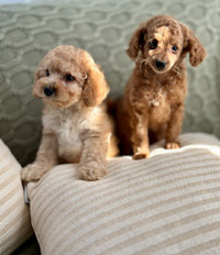 Charming Mini Poodle Puppies Ready For Loving Homes