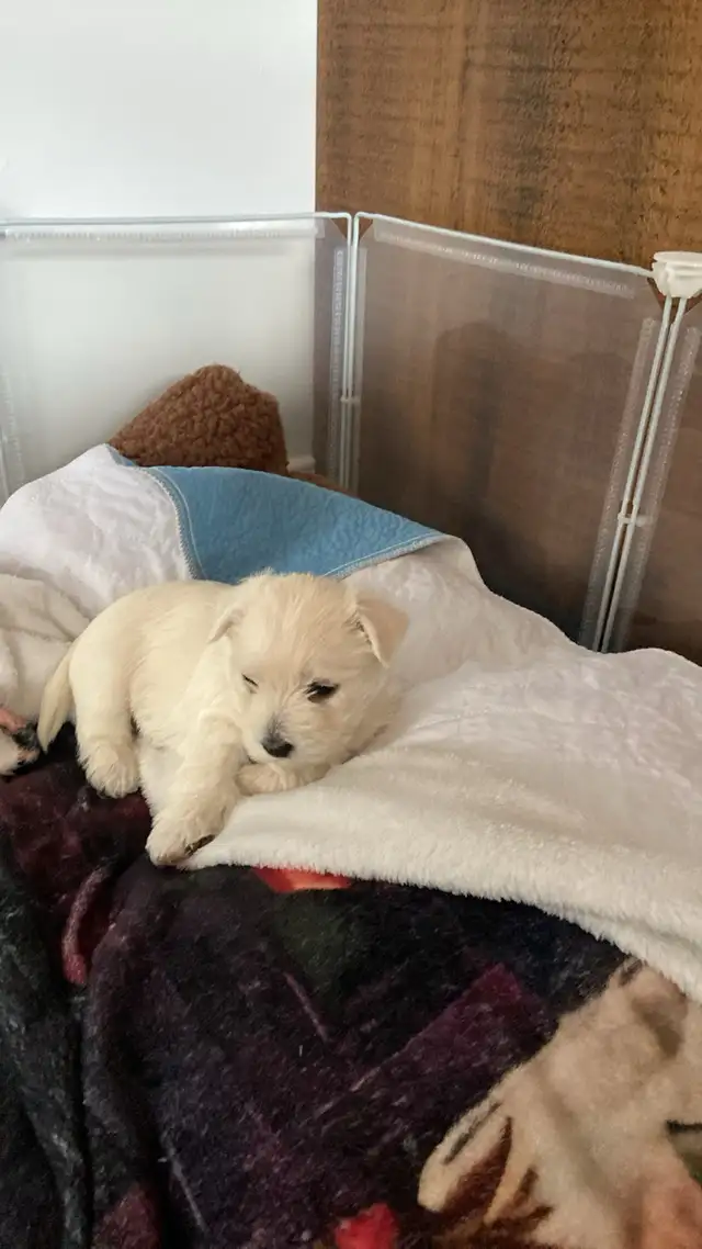 Chiots westie à vendre in Dogs & Puppies for Rehoming in Gatineau - Image 6