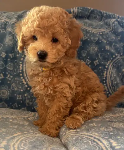 Adorable Charismatic Poochons, View more