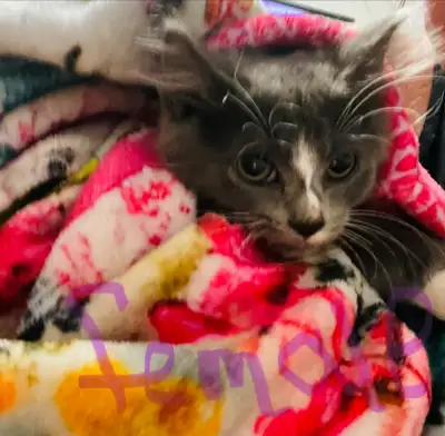 Adorable Kittens Blue Russian and Maine Coon Mix, Hypoallergeni, View more