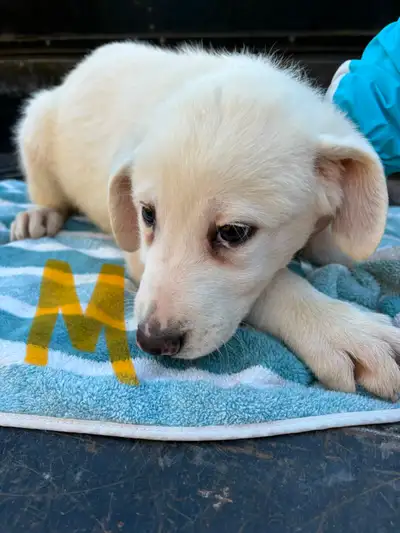 Great Pyrenees Puppies – Farm Raised in Alexandria Ontario, View more