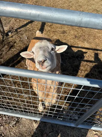 Sheep Katahdin ram, View more