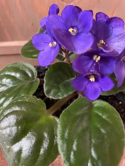 Young African violet plants (dark purple, as shown). Houseplants requiring bright/moderate but indir...