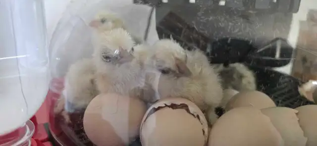 Silkie chicks and eggs. in Other Pets for Rehoming in Calgary - Image 3